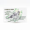 Carnet d'identification oiseaux des villes et jardins – Image 3